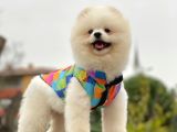 Safkan Teddy Surat Pomeranian Boo