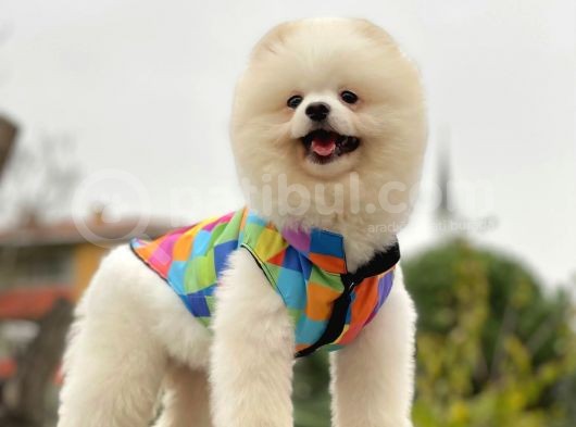 Safkan Teddy Surat Pomeranian Boo görsel
