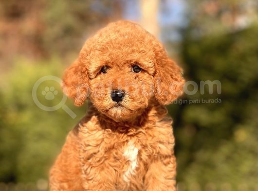 Muhtesem Guzellikte Toy Poodle Yavrularimiz