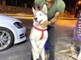 8 Aylık Sibirya Kurdu Akıllı Bütün Aşıları Tam Çipli Kimlikli Bir Köpek