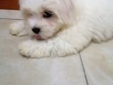 Terrier Maltese