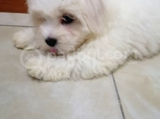 Terrier Maltese görsel