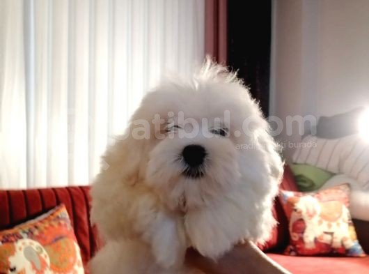 Terrier Maltese görsel