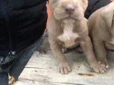 1 Aylık American Pitbull