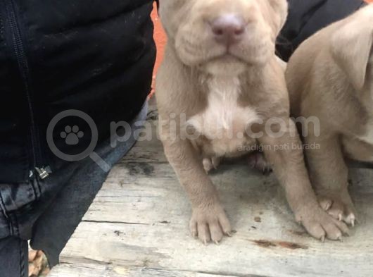 1 Aylık American Pitbull görsel