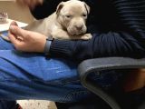 1 Aylık American Pitbull