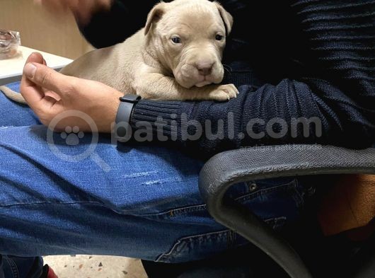 1 Aylık American Pitbull görsel