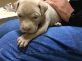 1 Aylık American Pitbull