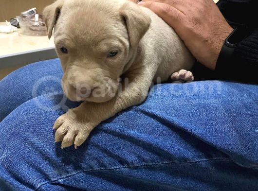 1 Aylık American Pitbull görsel