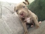 1 Aylık American Pitbull