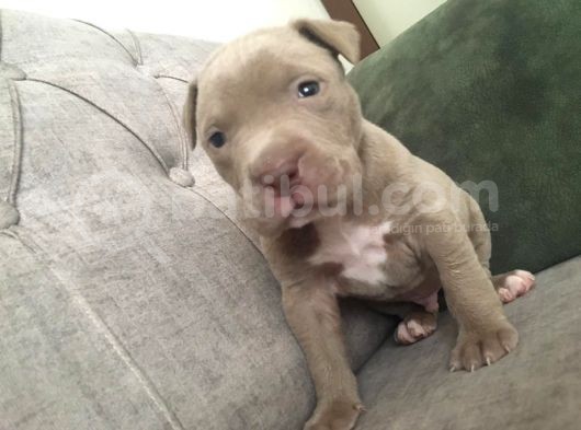 1 Aylık American Pitbull