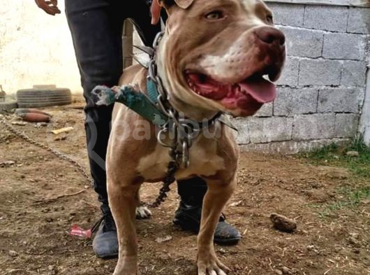 1 Aylık American Pitbull görsel