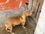 1 Aylık American Pitbull