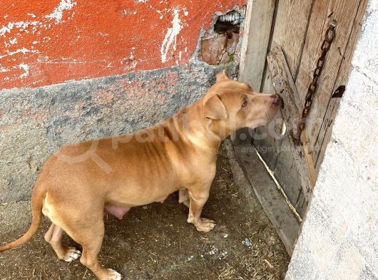 1 Aylık American Pitbull görsel