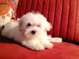 Terrier Maltese