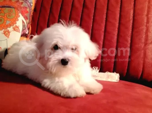 Terrier Maltese