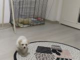 Maltese Terrier