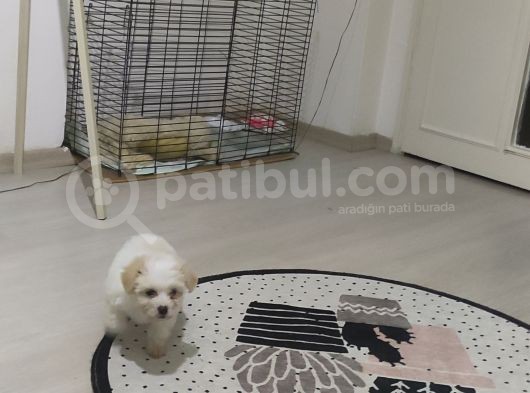 Maltese Terrier görsel