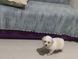 Maltese Terrier