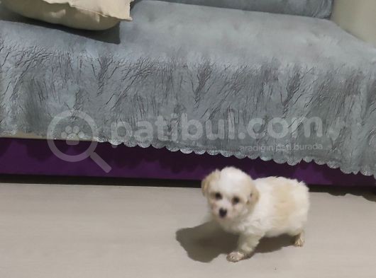 Maltese Terrier görsel