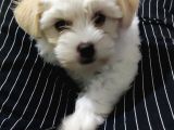 Maltese Terrier