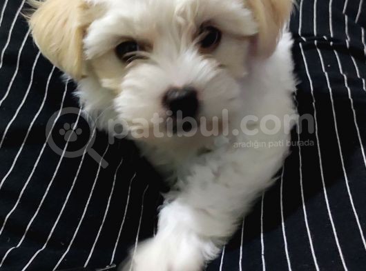 Maltese Terrier