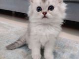 Bi̇rbi̇ri̇nden Güzel Si̇lver Longhai̇r Yavrularimiz