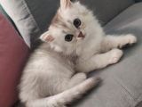 Bi̇rbi̇ri̇nden Güzel Si̇lver Longhai̇r Yavrularimiz