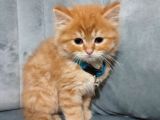 Golden Longhair