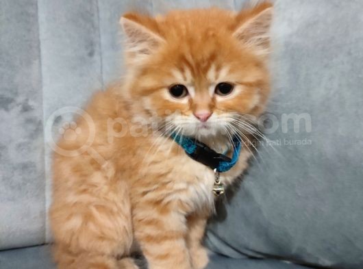 Golden Longhair görsel