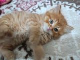 Golden Longhair