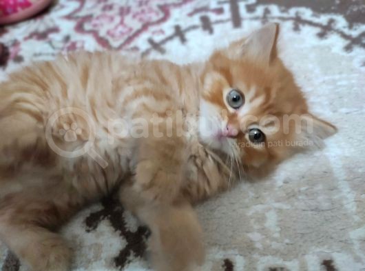 Golden Longhair görsel