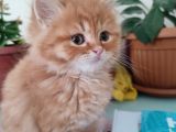 Golden Longhair