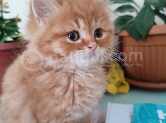 Golden Longhair görsel