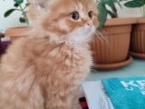 Golden Longhair