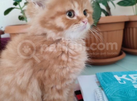 Golden Longhair görsel