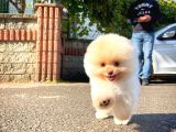 Ayı Surat Pomeranian Boo Yavrularımız