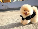 Ayı Surat pomeranian Boo Yavrularımız