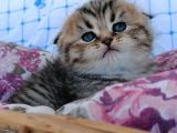 Sıfır Kulak Topaç Bebiş