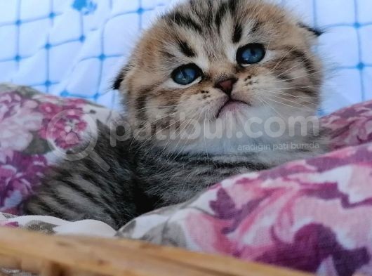 Sıfır Kulak Topaç Bebiş görsel