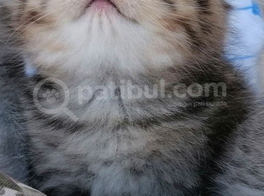 Sıfır Kulak Topaç Bebiş görsel