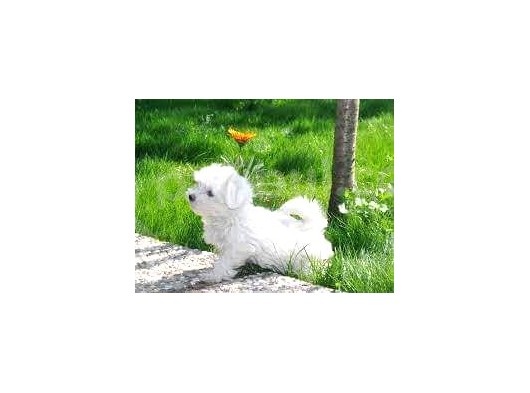 Uyguna 2 Aylık Maltes Terrier görsel