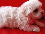 Uyguna 2 aylık Maltes Terrier