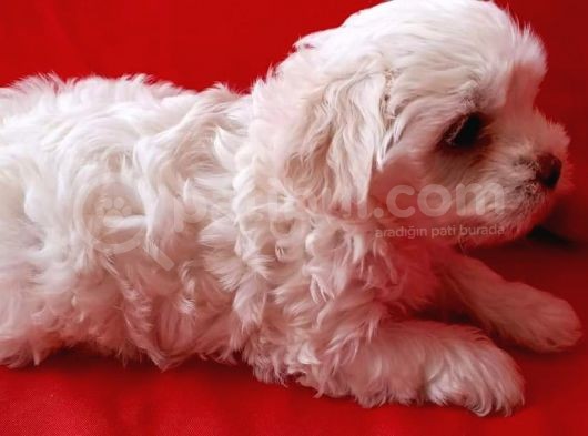 Uyguna 2 Aylık Maltes Terrier