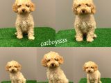 Apricot Toy Poodle Erkek Bebek