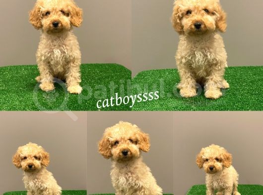 Apricot Toy Poodle Erkek Bebek
