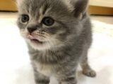 Yeni Yuvaları Için Hazır 4 Dişi British Shorthair