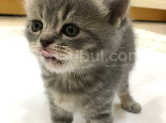 Yeni Yuvaları Için Hazır 4 Dişi British Shorthair görsel