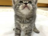 Yeni Yuvaları Için Hazır 4 Dişi British Shorthair