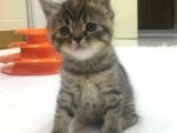 Yeni Yuvaları Için Hazır 4 Dişi British Shorthair